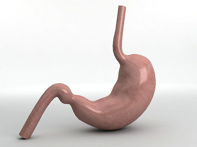 Human Stomach Low-poly 3D model