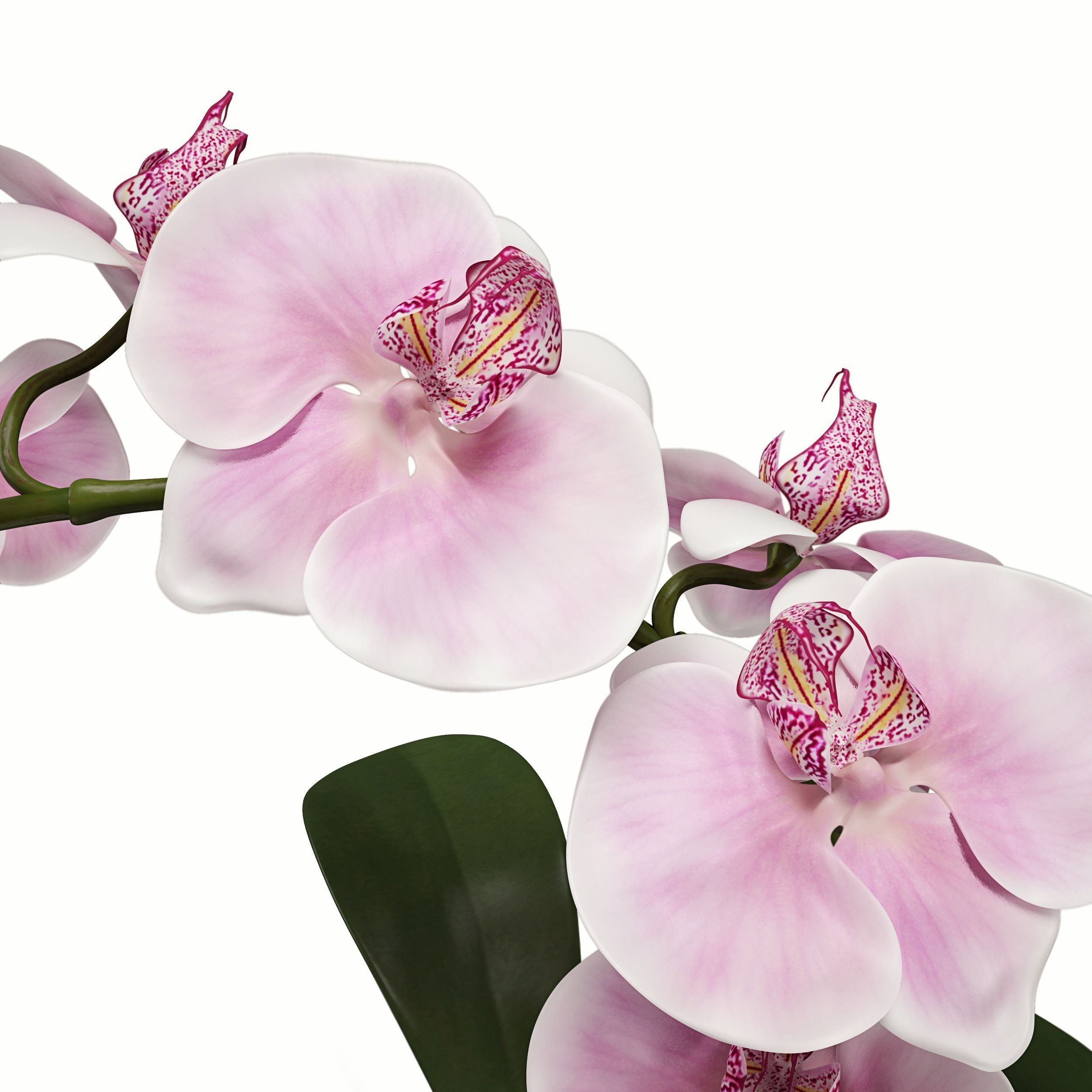 Orchid Arrangement 3D model_2