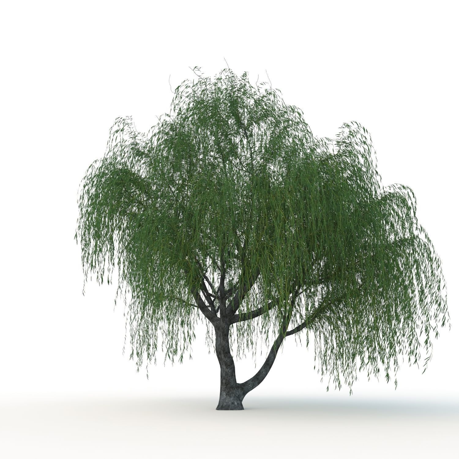 willow trees 3D Model Collection_26