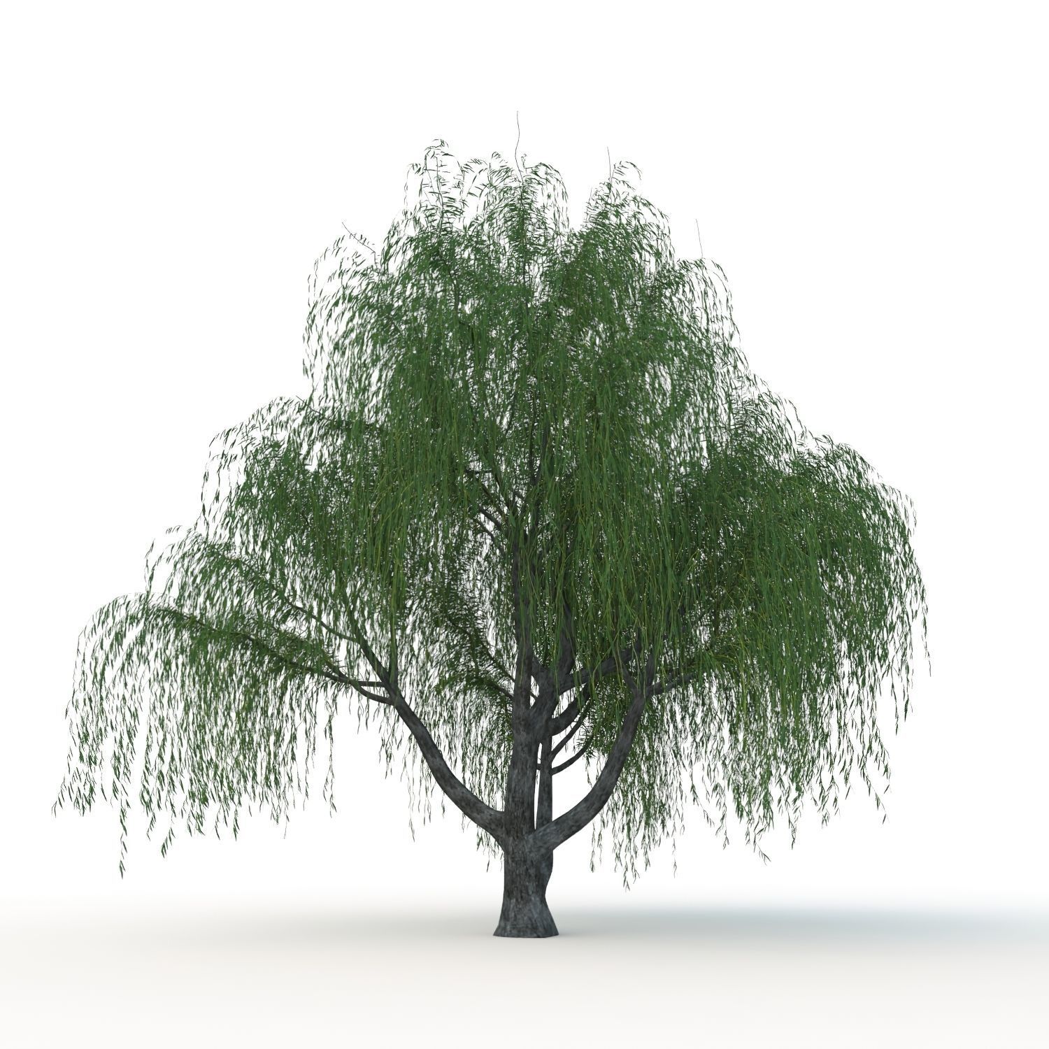willow trees 3D Model Collection_12