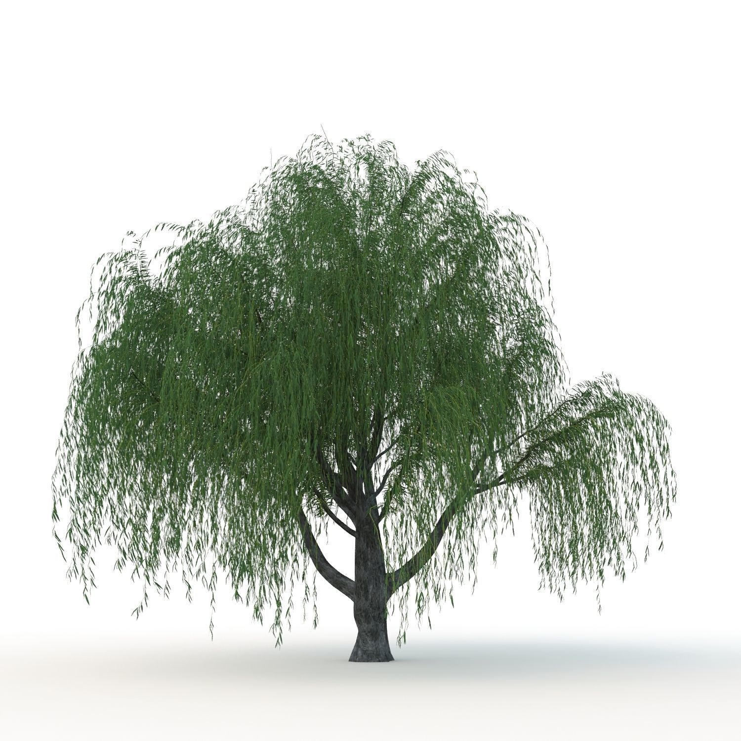 willow trees 3D Model Collection_21