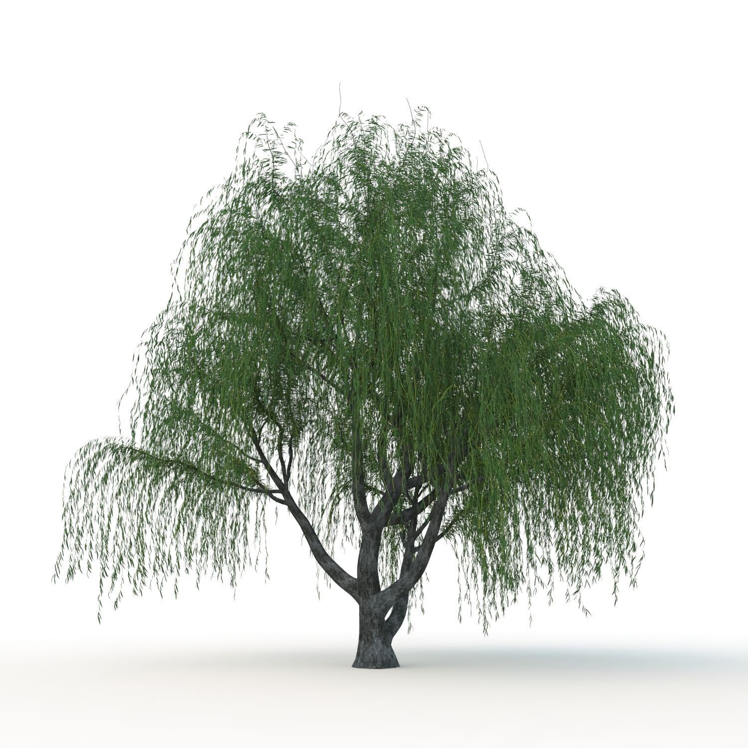 willow trees 3D Model Collection_24