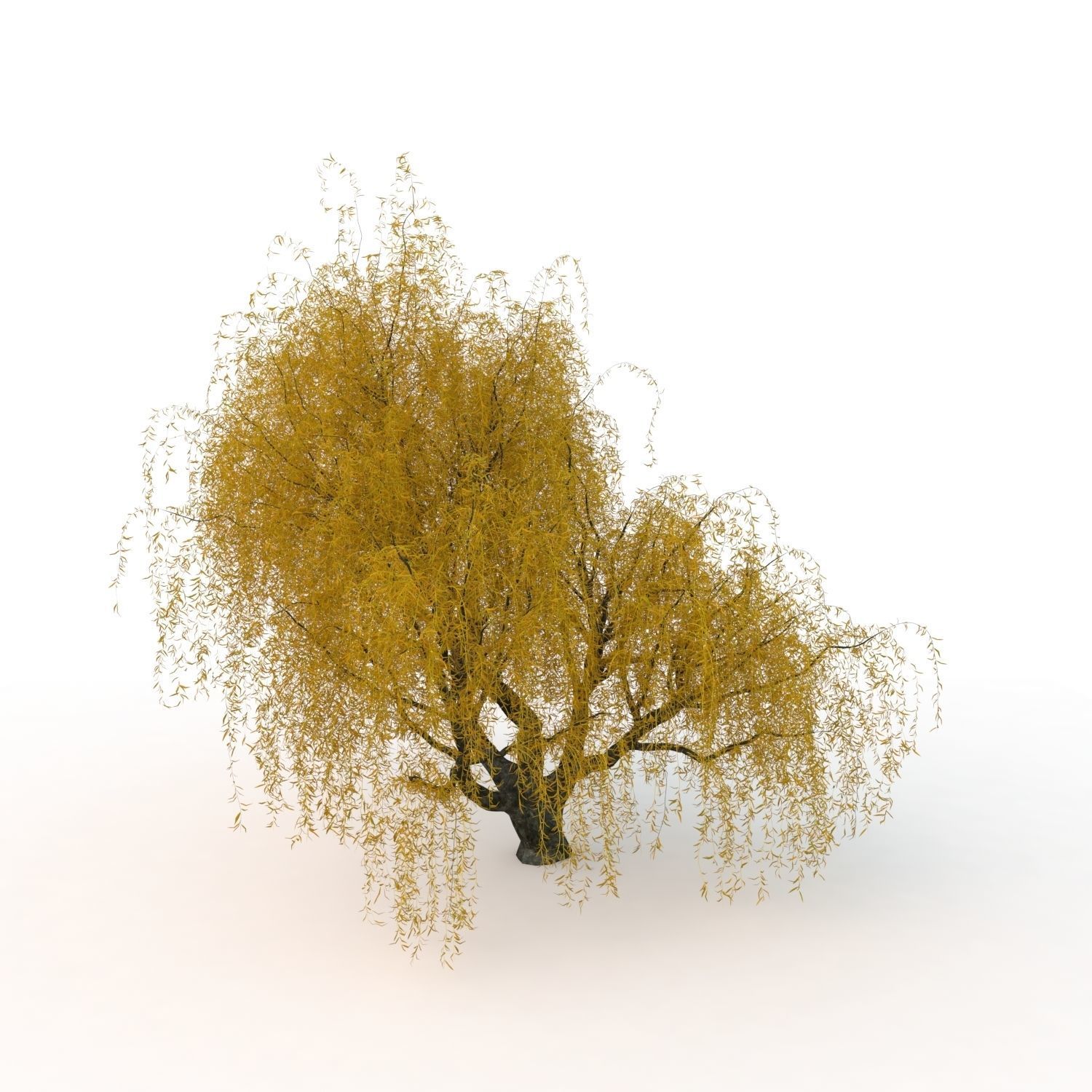willow trees 3D Model Collection_31