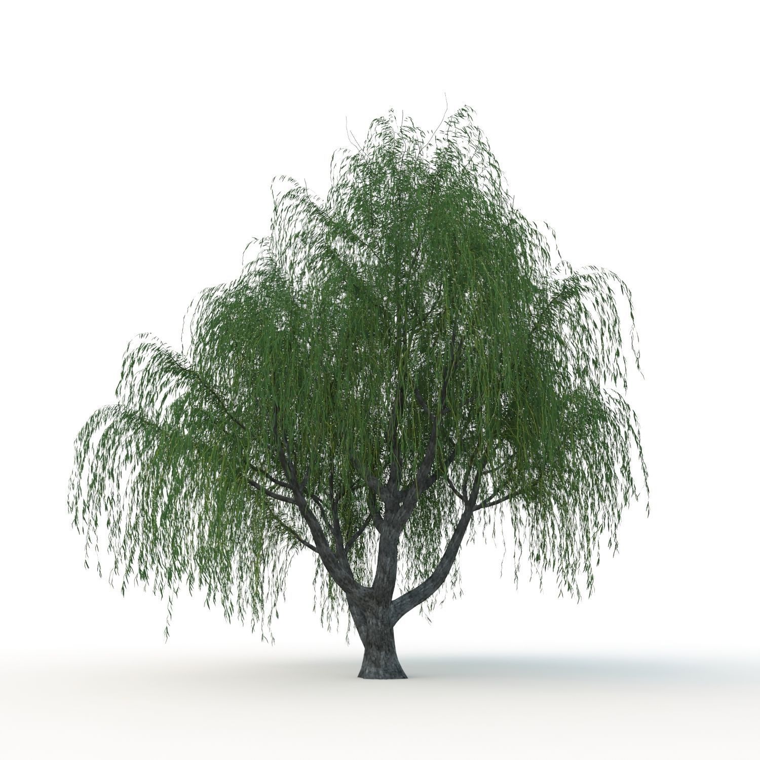 willow trees 3D Model Collection_22