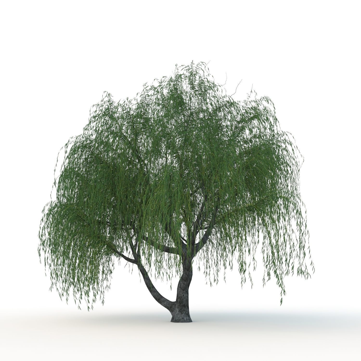 willow trees 3D Model Collection_11