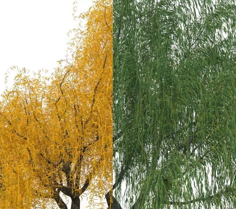 willow trees 3D Model Collection_0