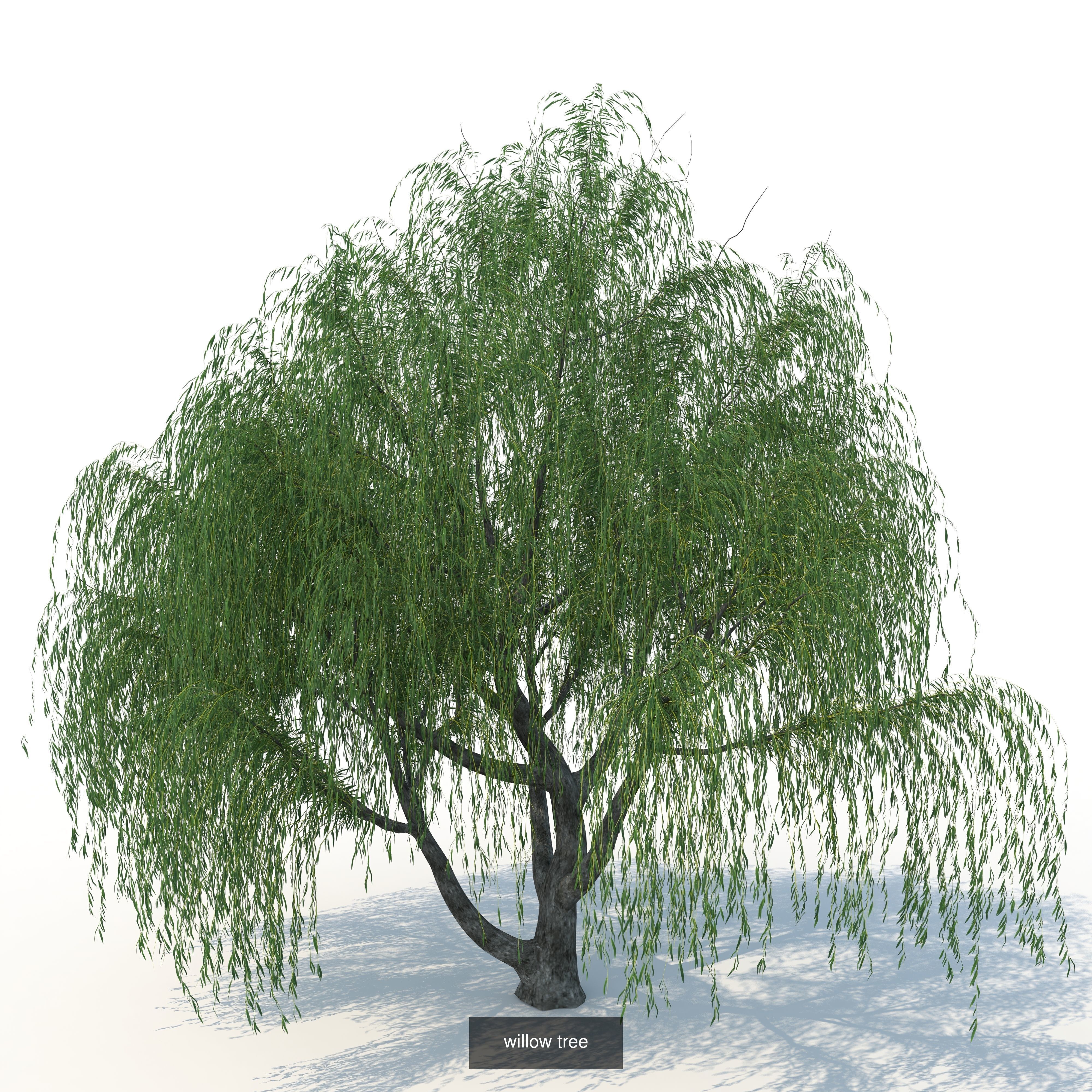 willow trees 3D Model Collection_5