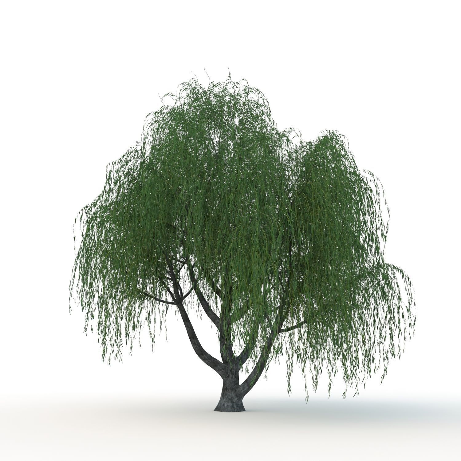 willow trees 3D Model Collection_25