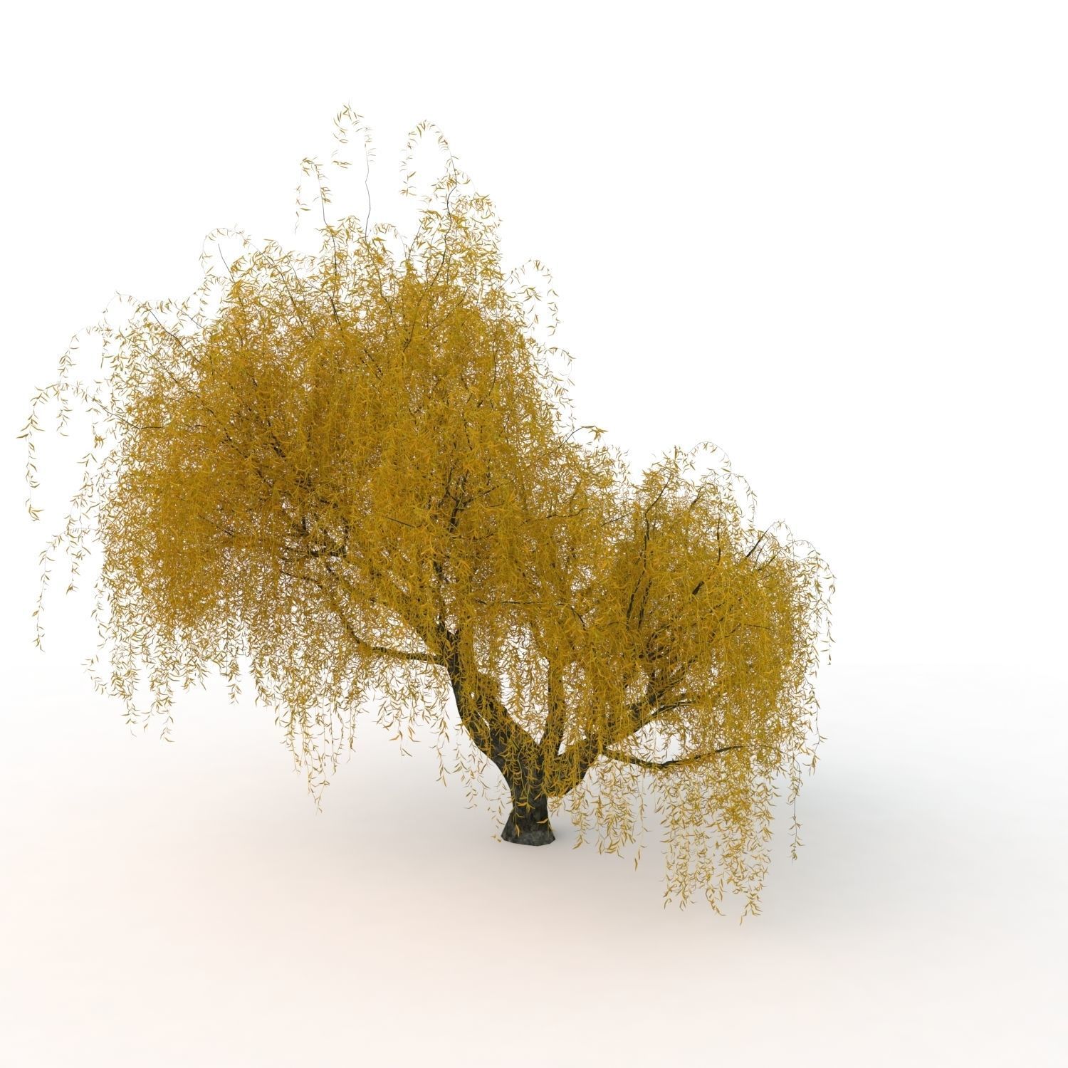 willow trees 3D Model Collection_30