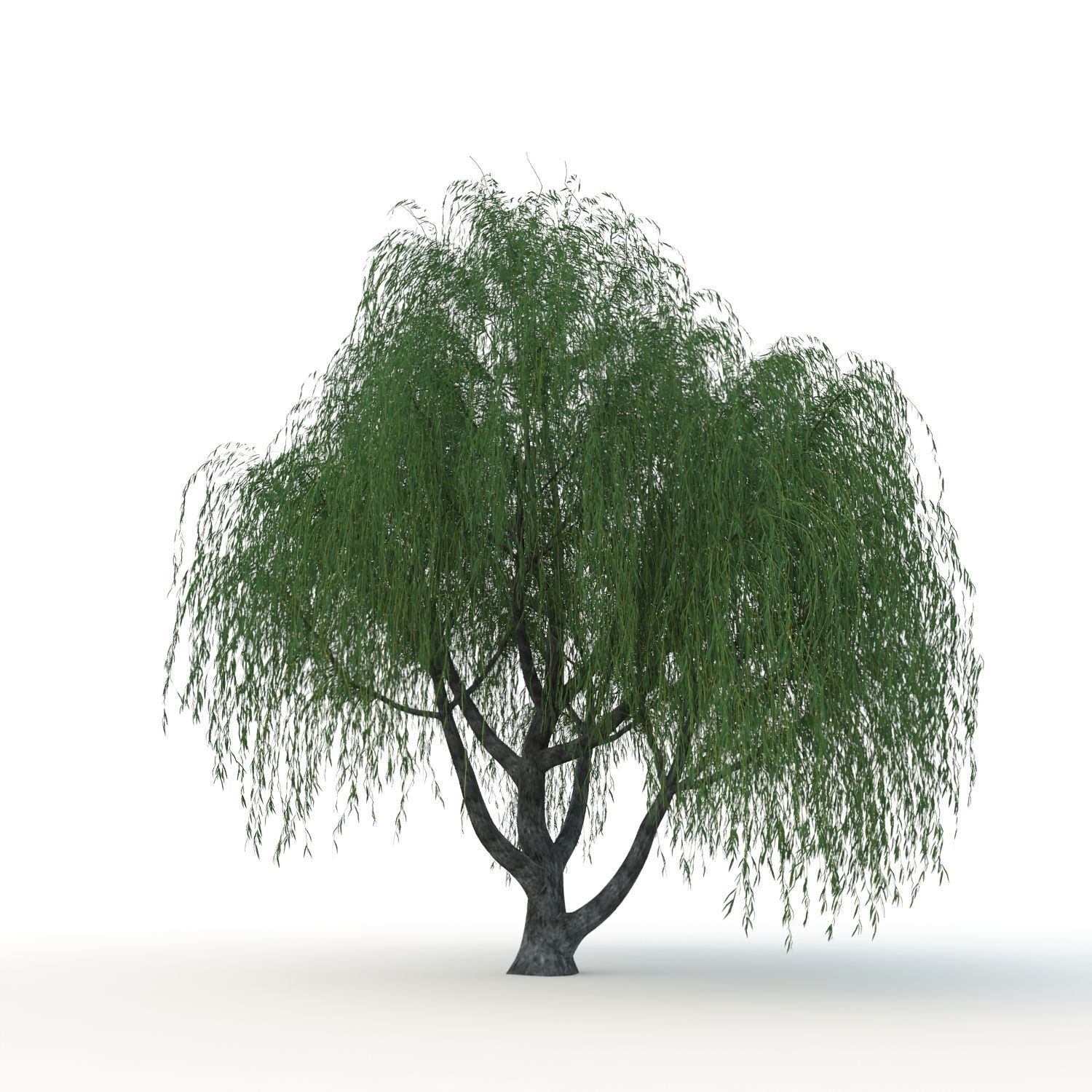 willow trees 3D Model Collection_7