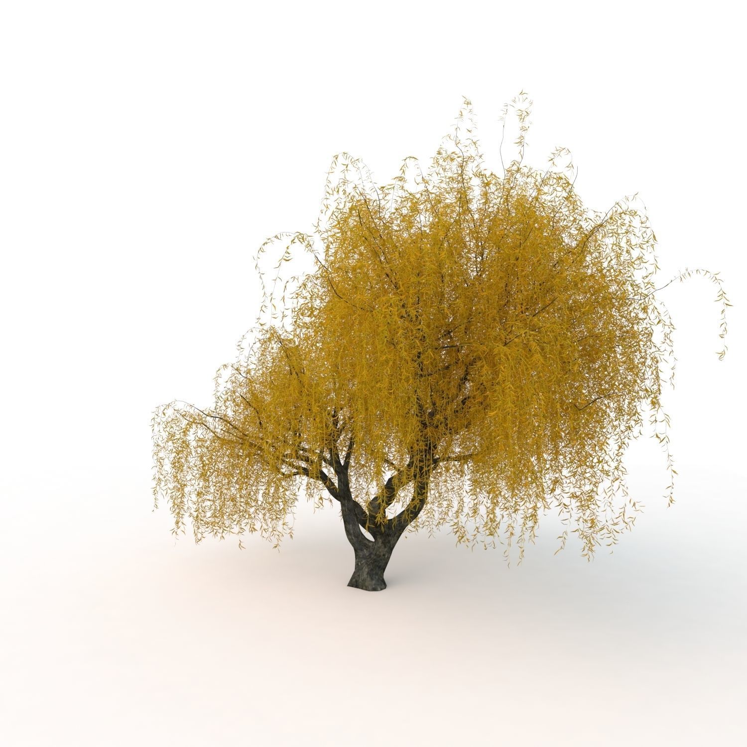 willow trees 3D Model Collection_17