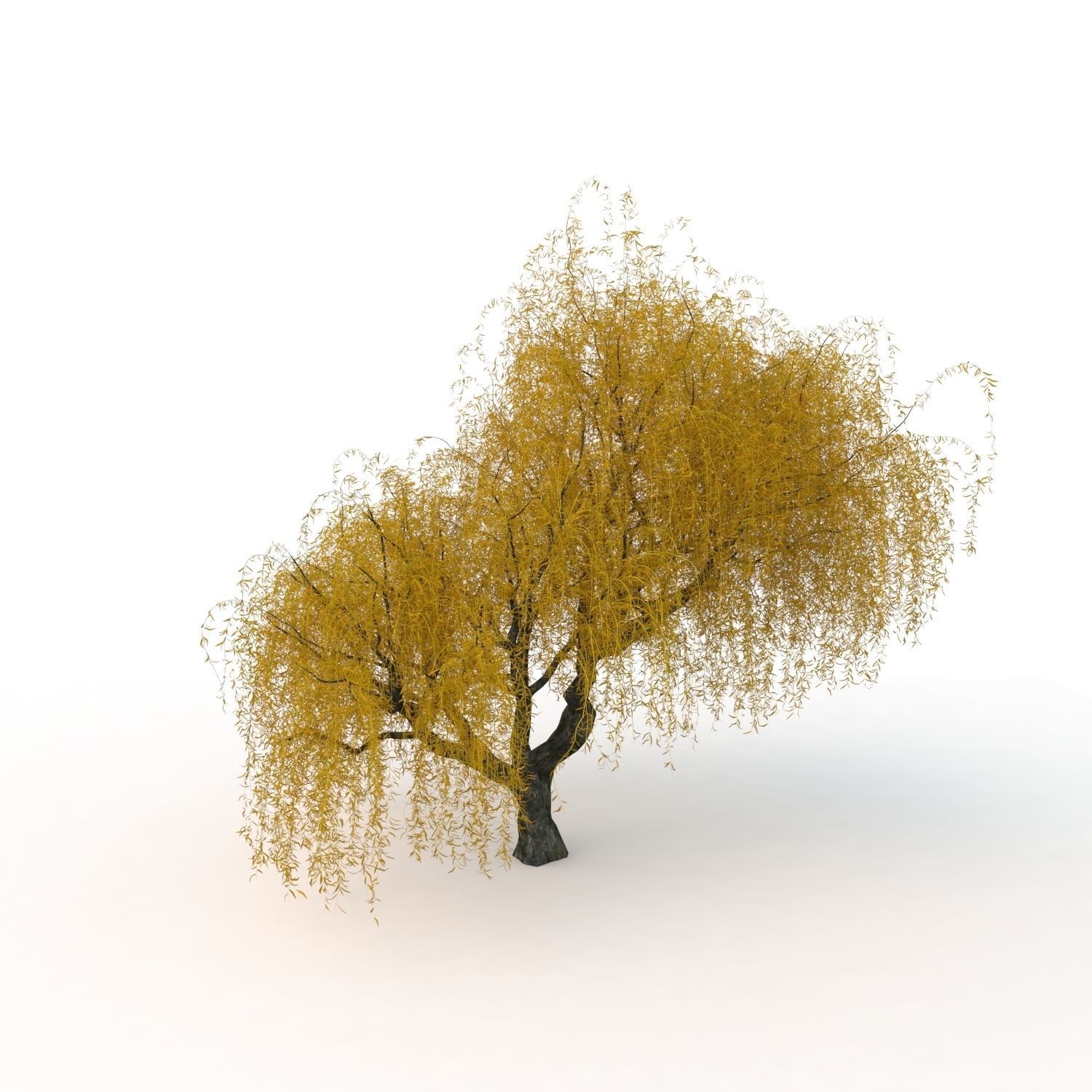 willow trees 3D Model Collection_34