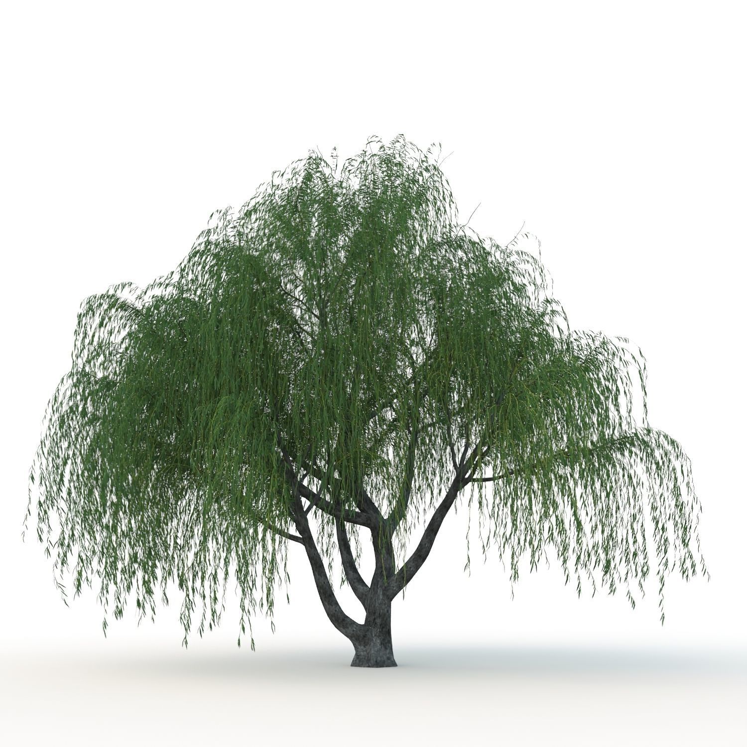 willow trees 3D Model Collection_13