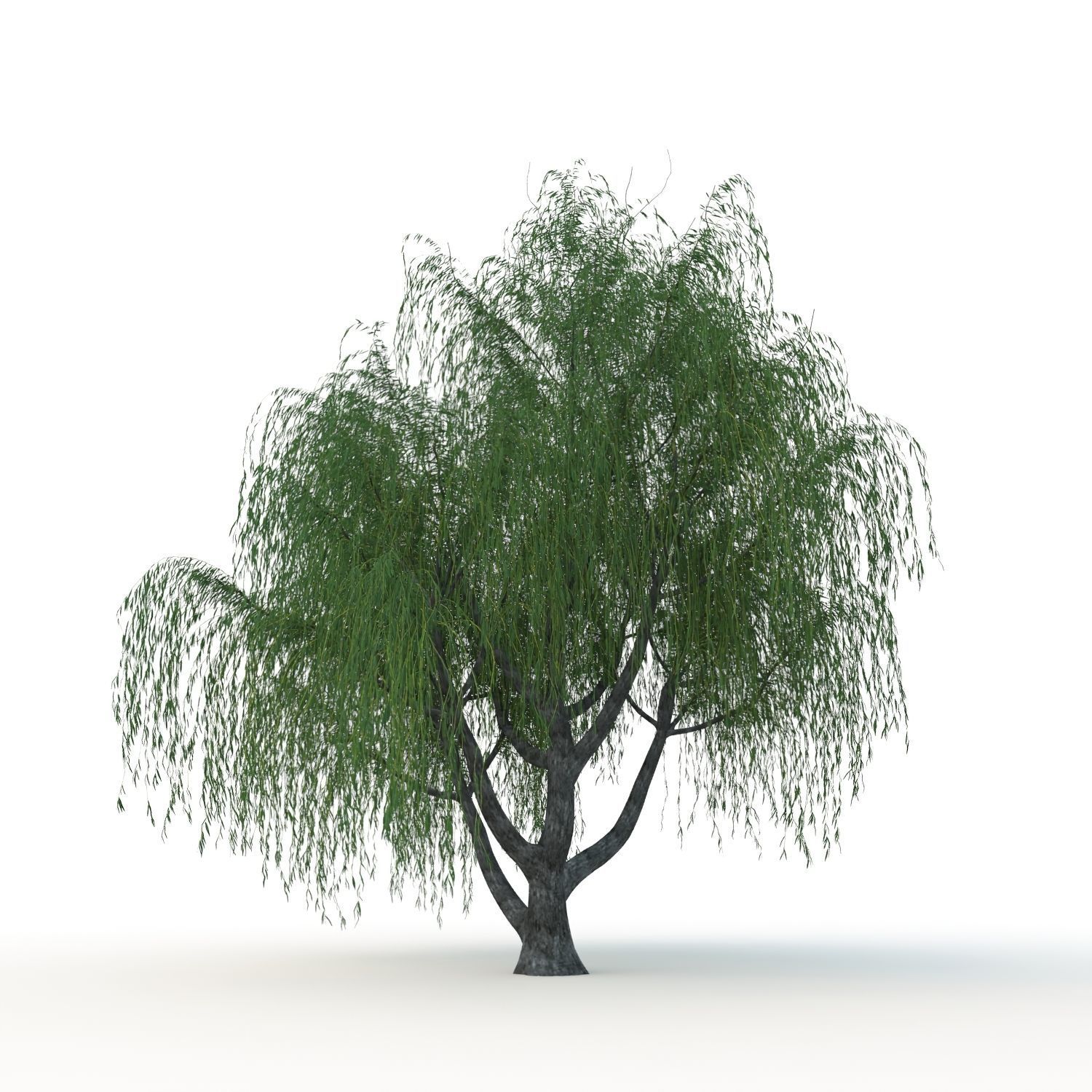 willow trees 3D Model Collection_9