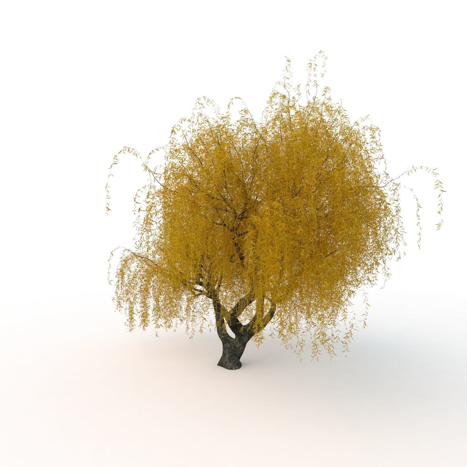 willow trees 3D Model Collection_32