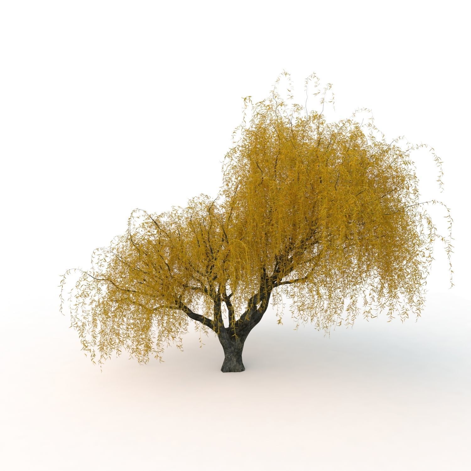 willow trees 3D Model Collection_29