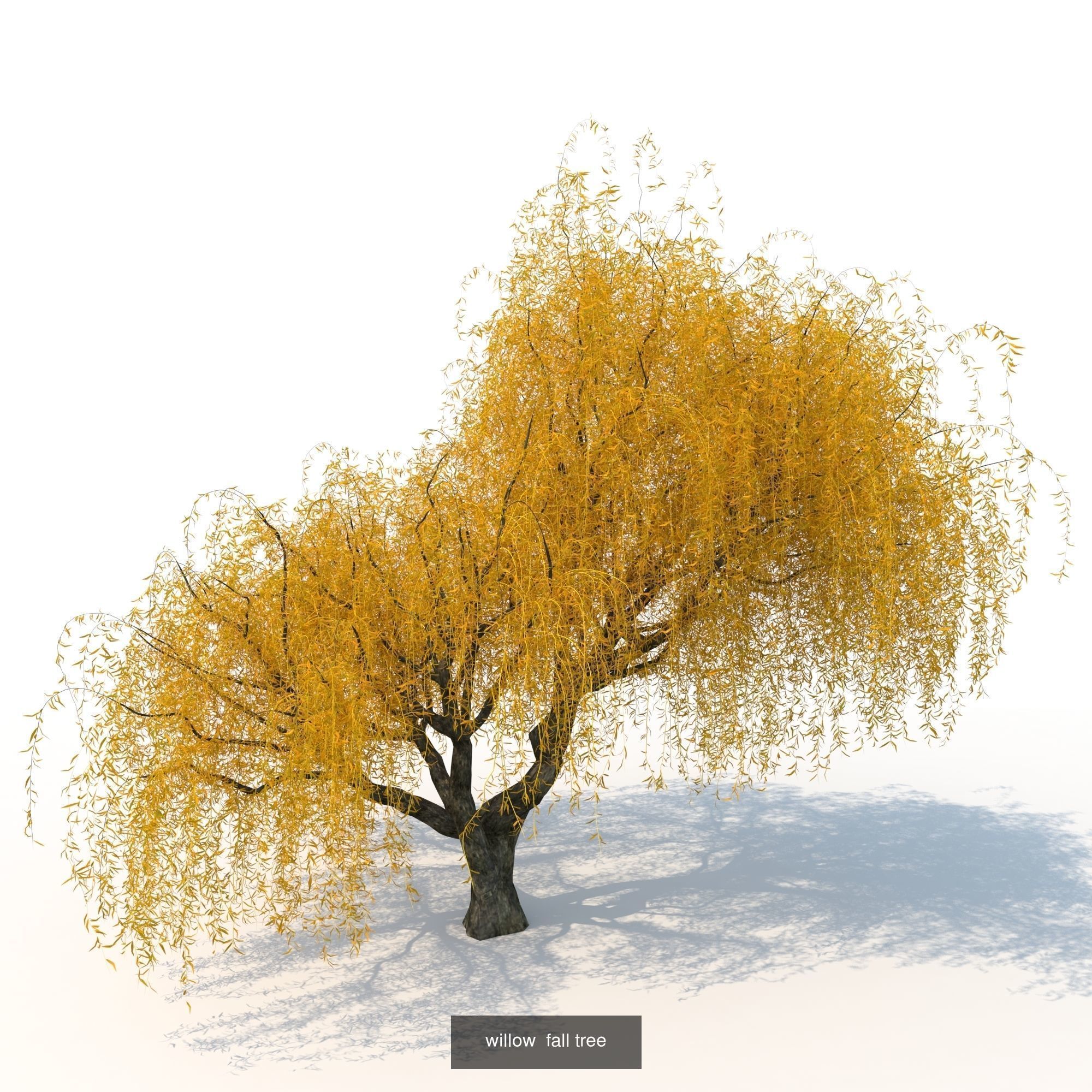 willow trees 3D Model Collection_6