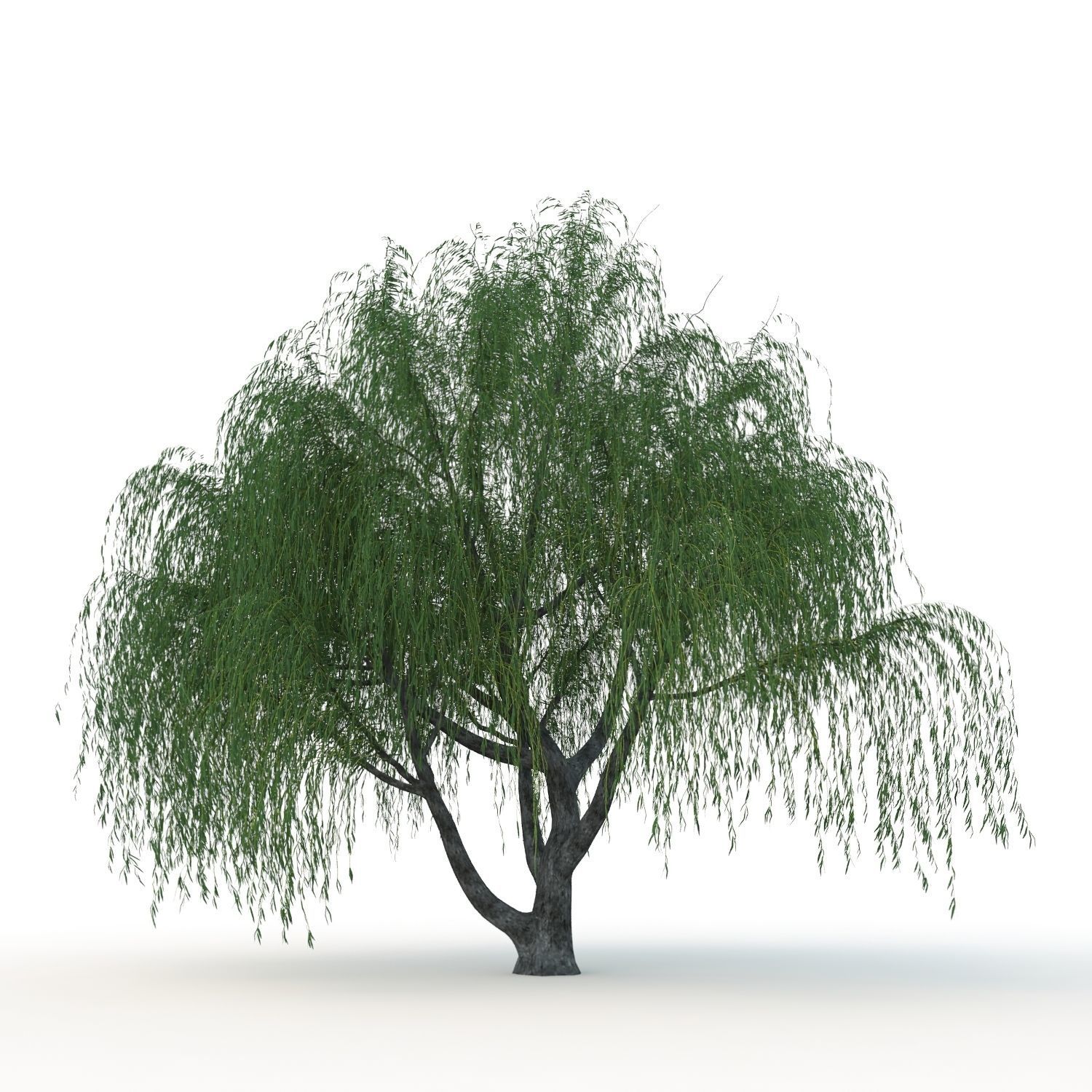 willow trees 3D Model Collection_27
