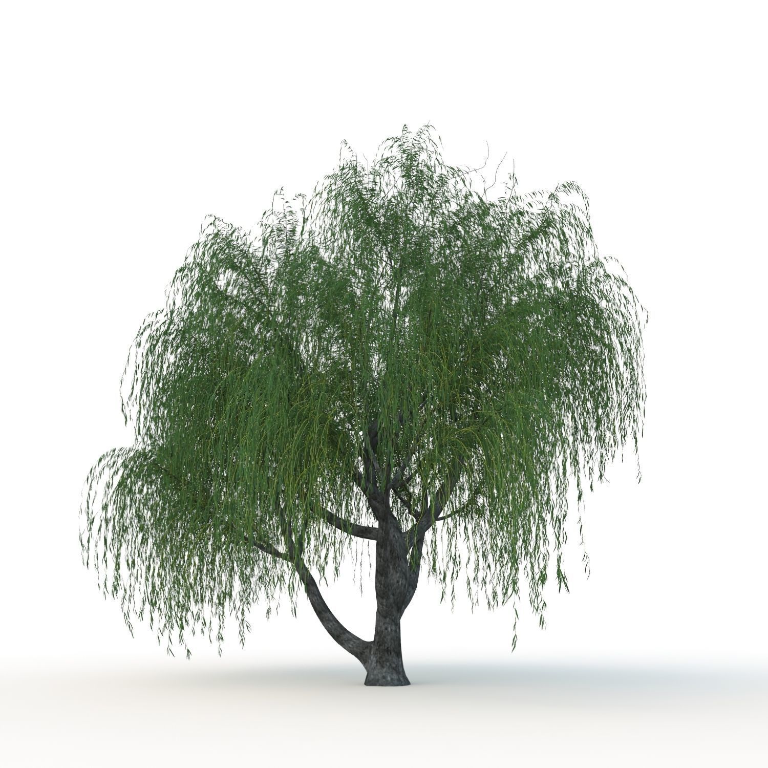 willow trees 3D Model Collection_23