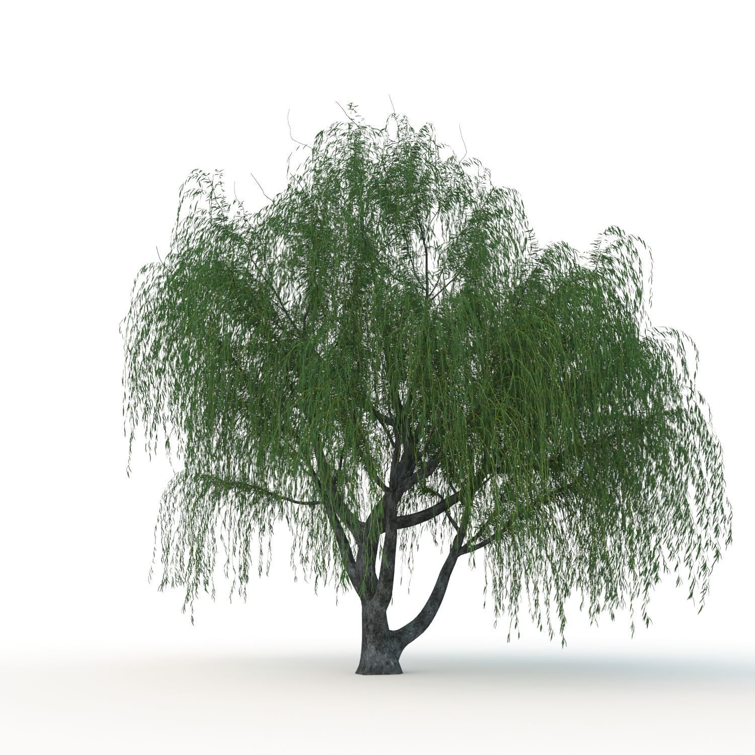 willow trees 3D Model Collection_8