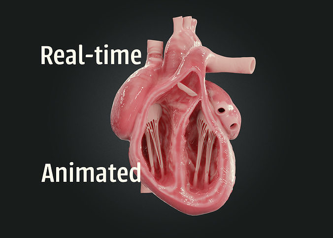 Realistic Human Heart Low-poly 3D model