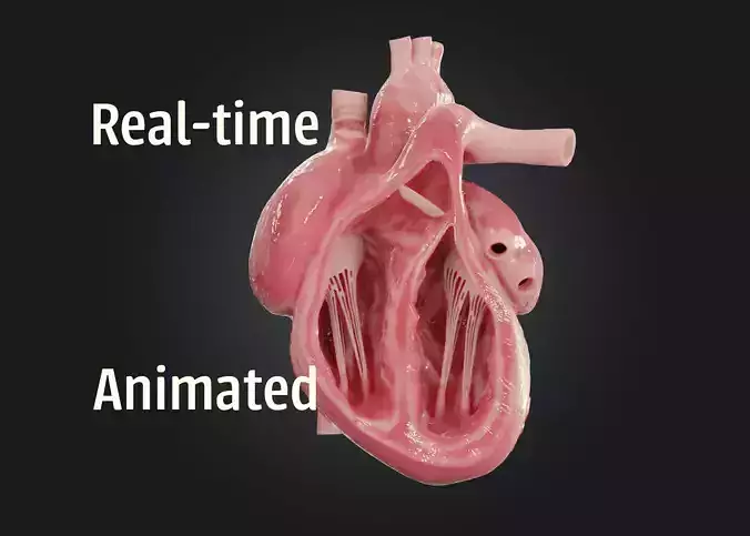 Realistic Human Heart Low-poly 3D model