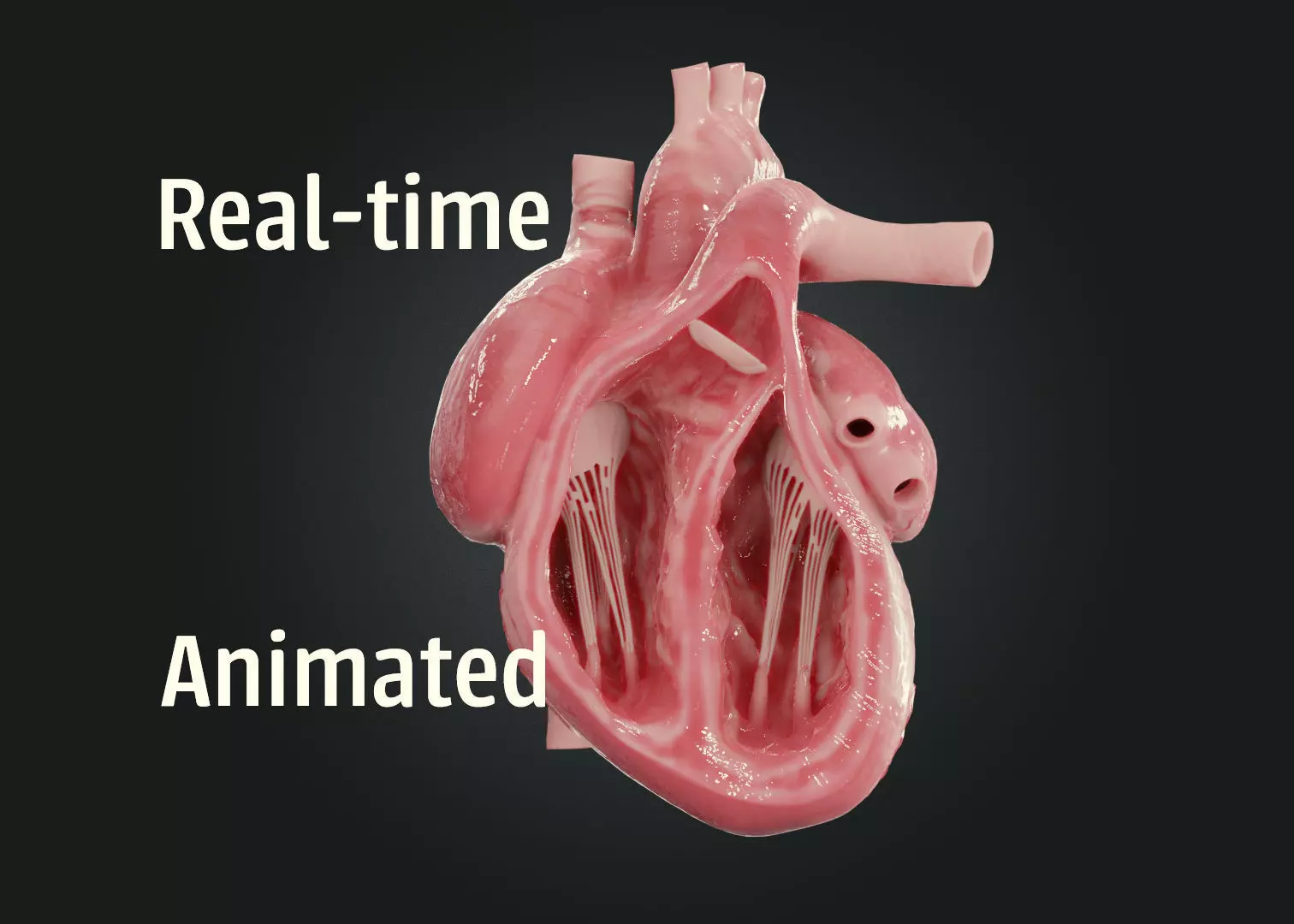Realistic Human Heart Low-poly 3D model_0