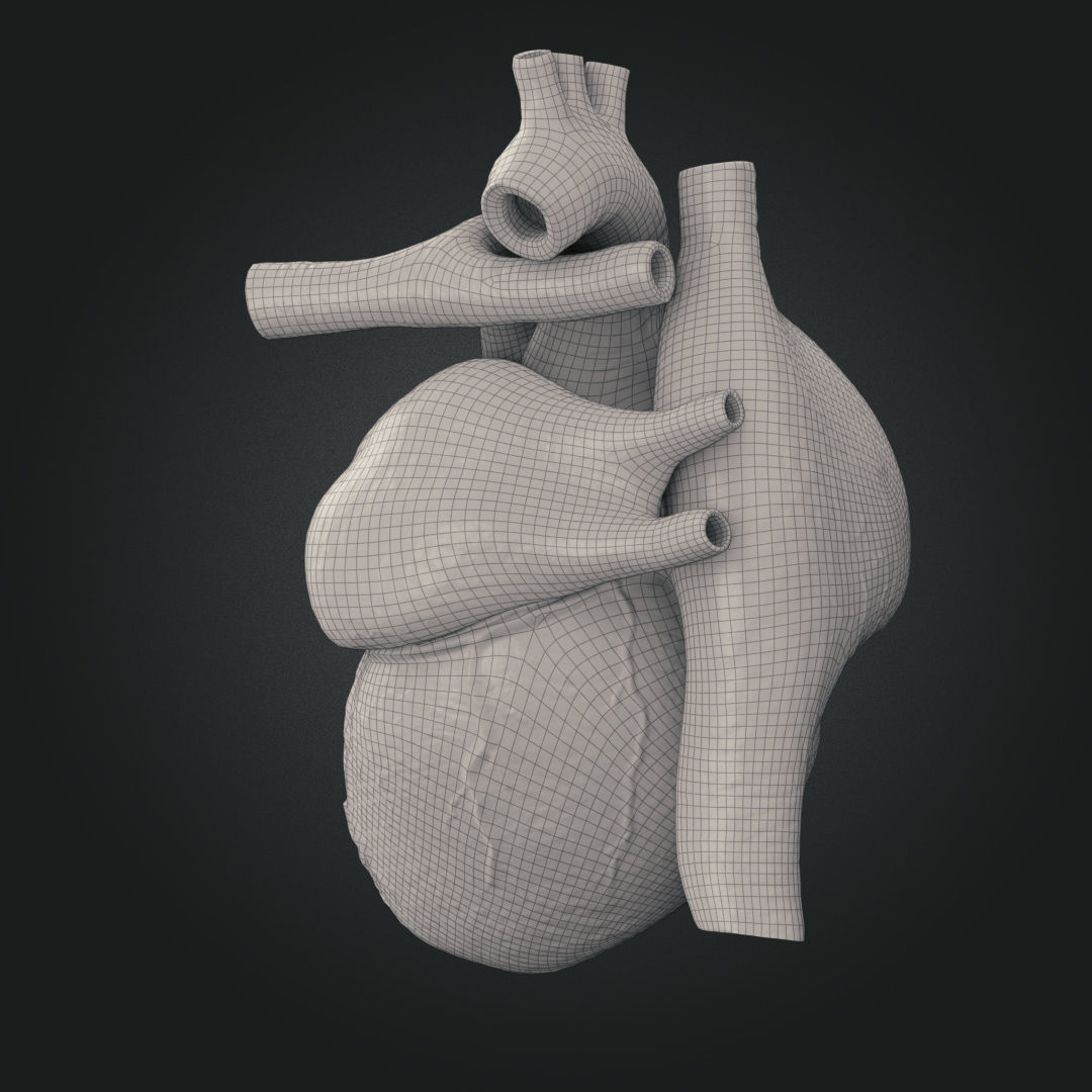 Realistic Human Heart Low-poly 3D model_14