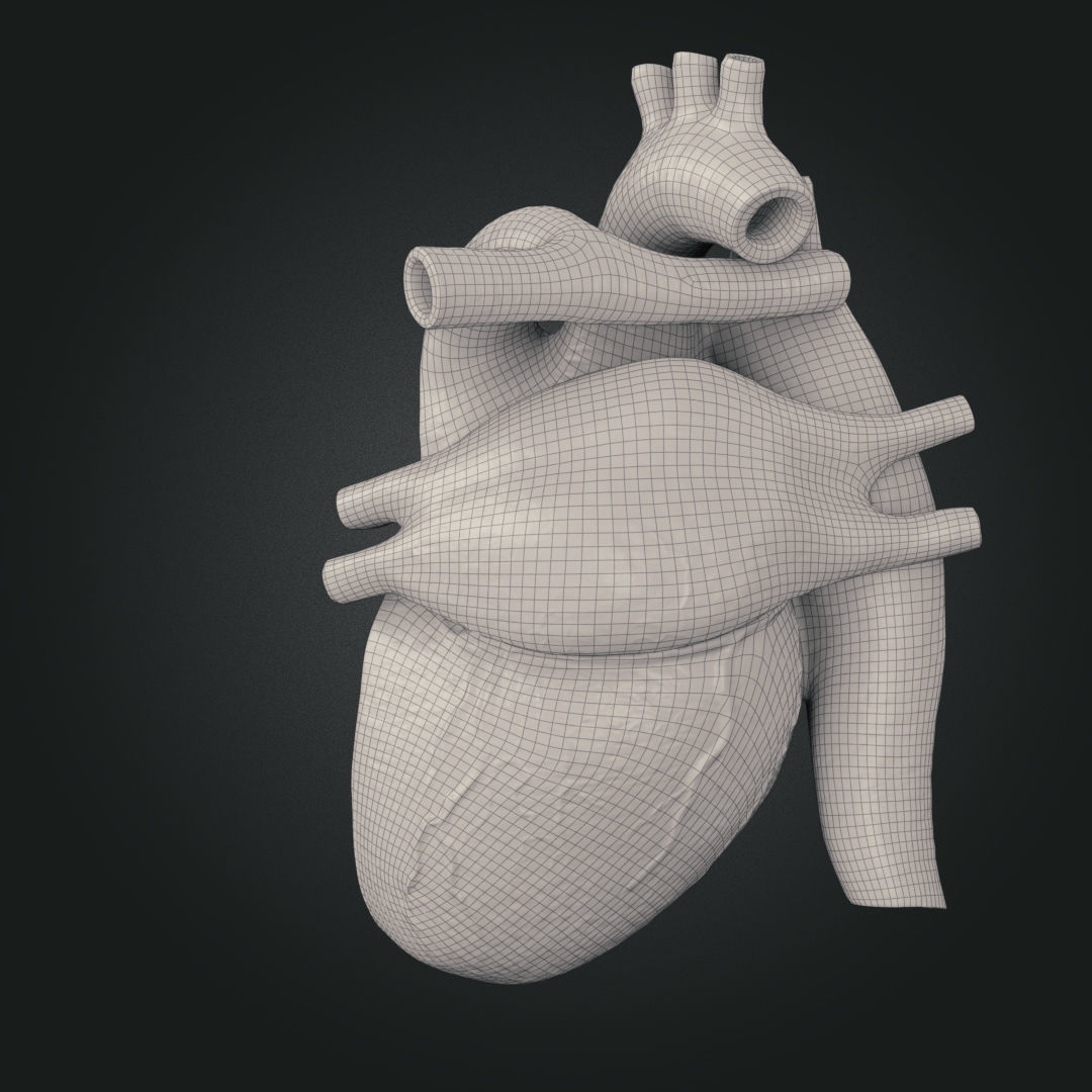 Realistic Human Heart Low-poly 3D model_13