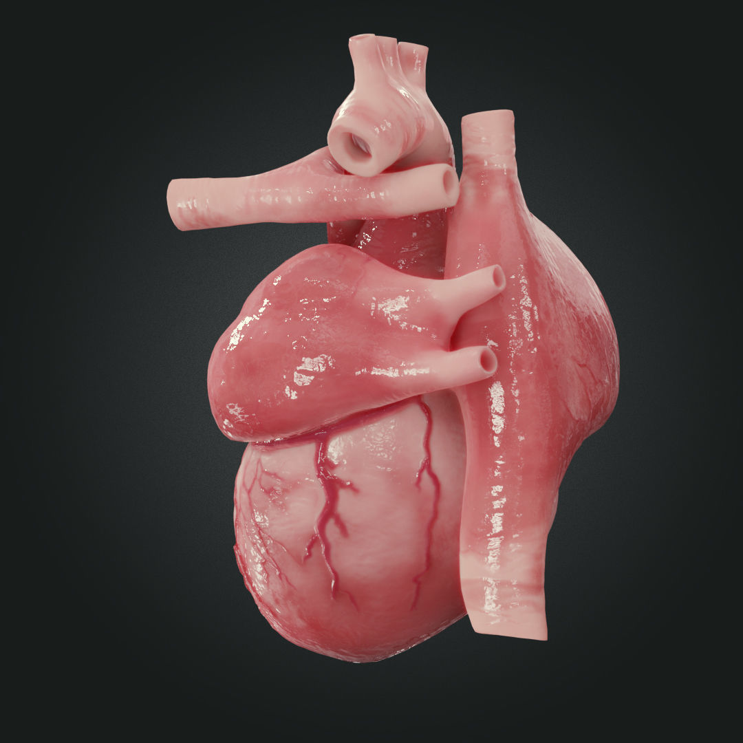 Realistic Human Heart Low-poly 3D model_9