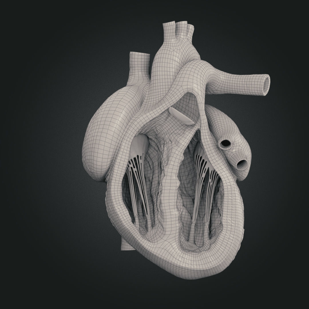 Realistic Human Heart Low-poly 3D model_8