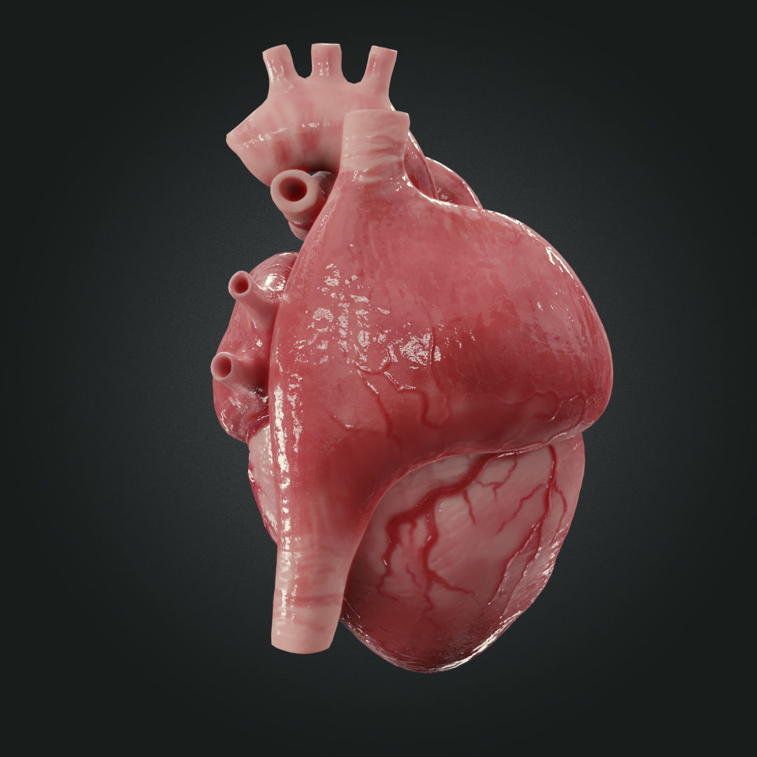 Realistic Human Heart Low-poly 3D model_10
