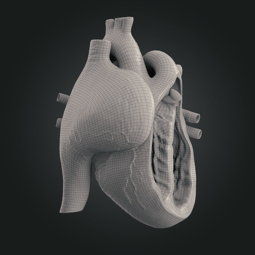 Realistic Human Heart Low-poly 3D model_17