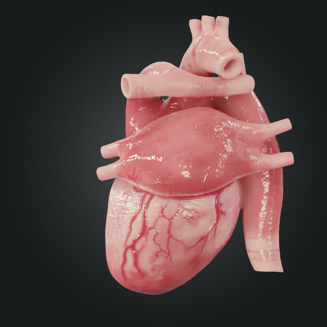 Realistic Human Heart Low-poly 3D model_7