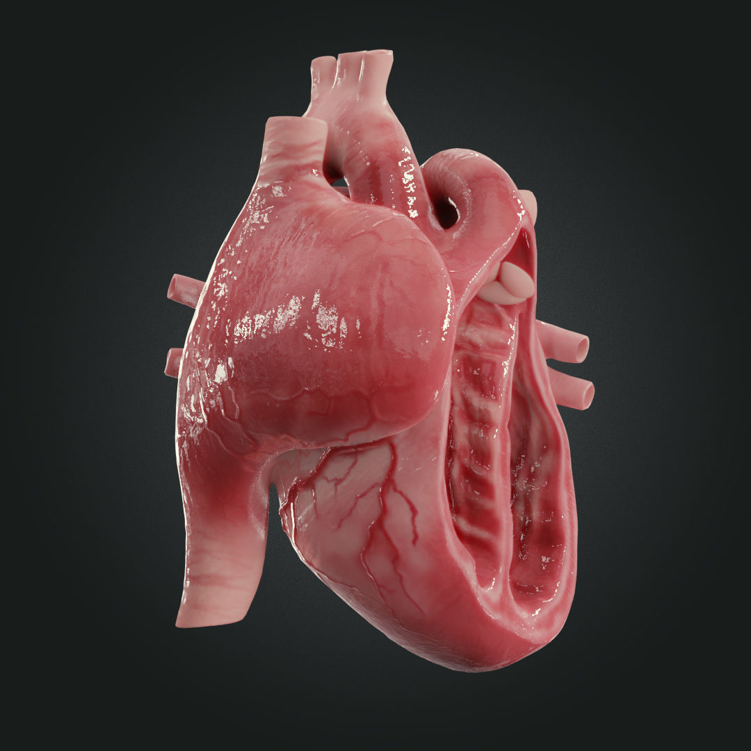 Realistic Human Heart Low-poly 3D model_4