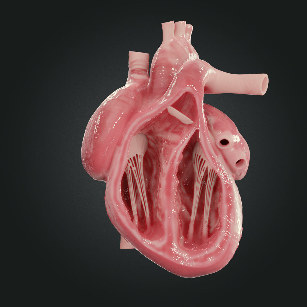 Realistic Human Heart Low-poly 3D model_2