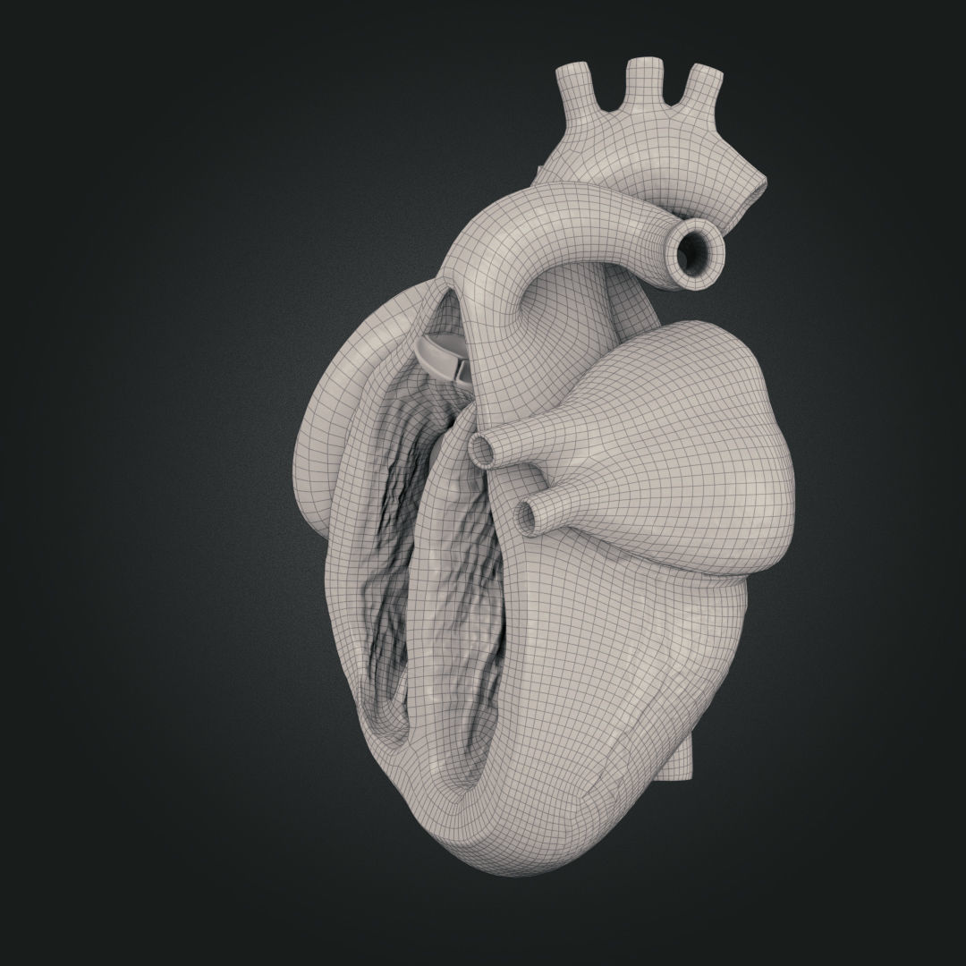 Realistic Human Heart Low-poly 3D model_12