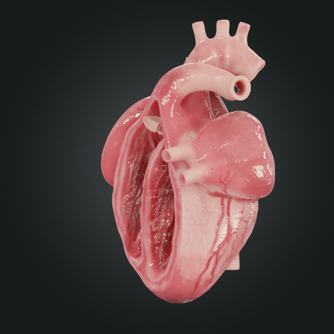 Realistic Human Heart Low-poly 3D model_3
