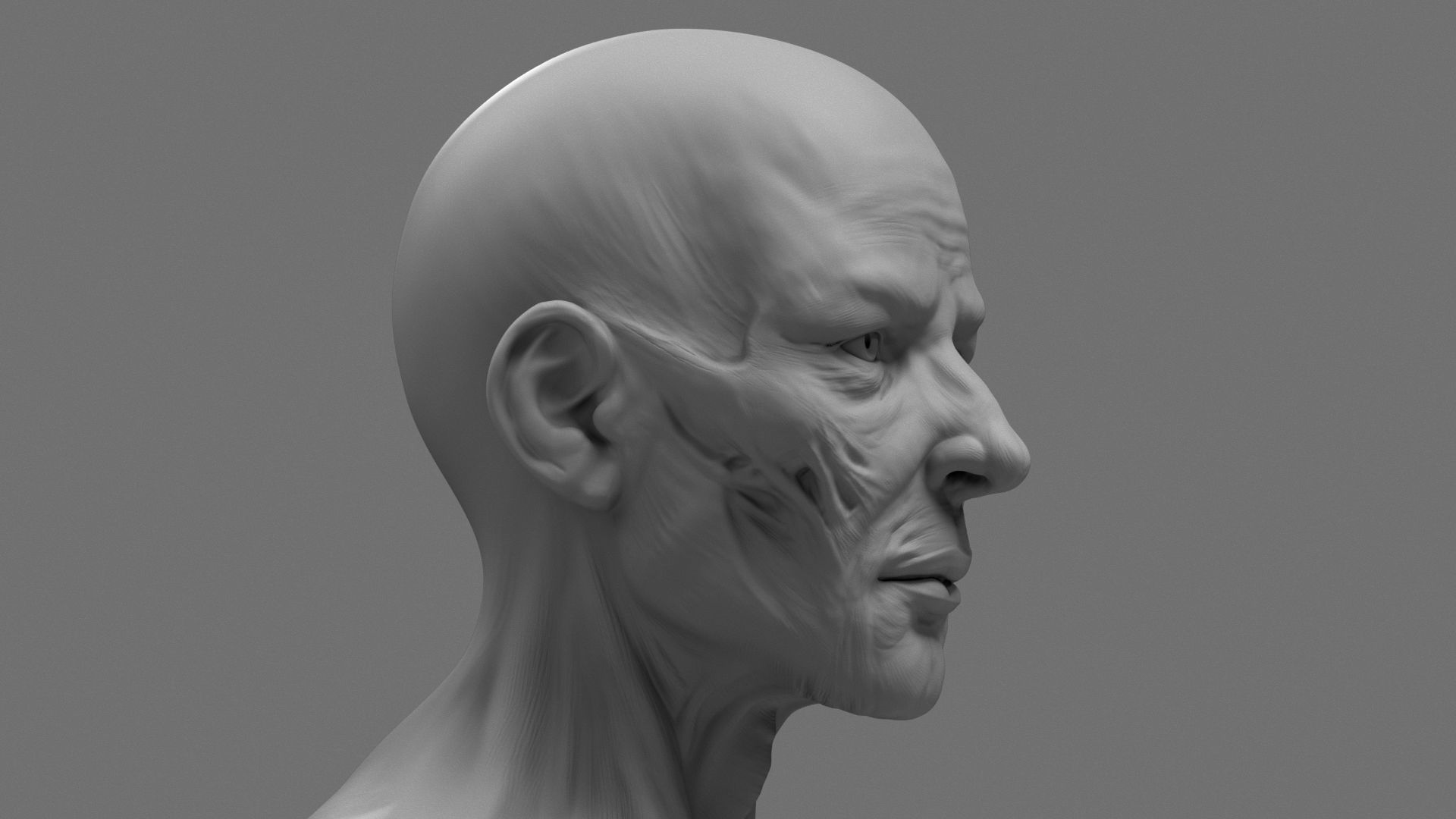 Stylized Anatomy Face 3D print model_3
