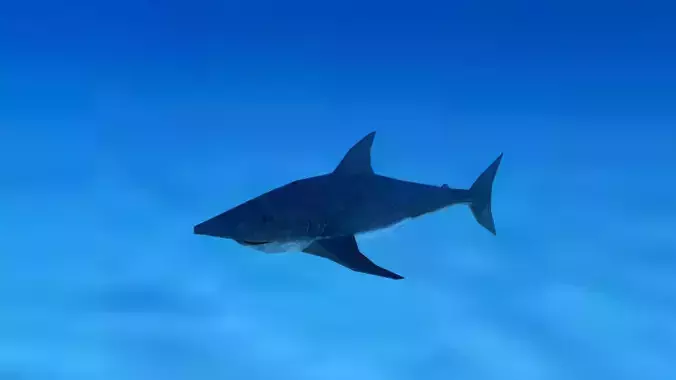 Shark Low Poly swimming in ocean
