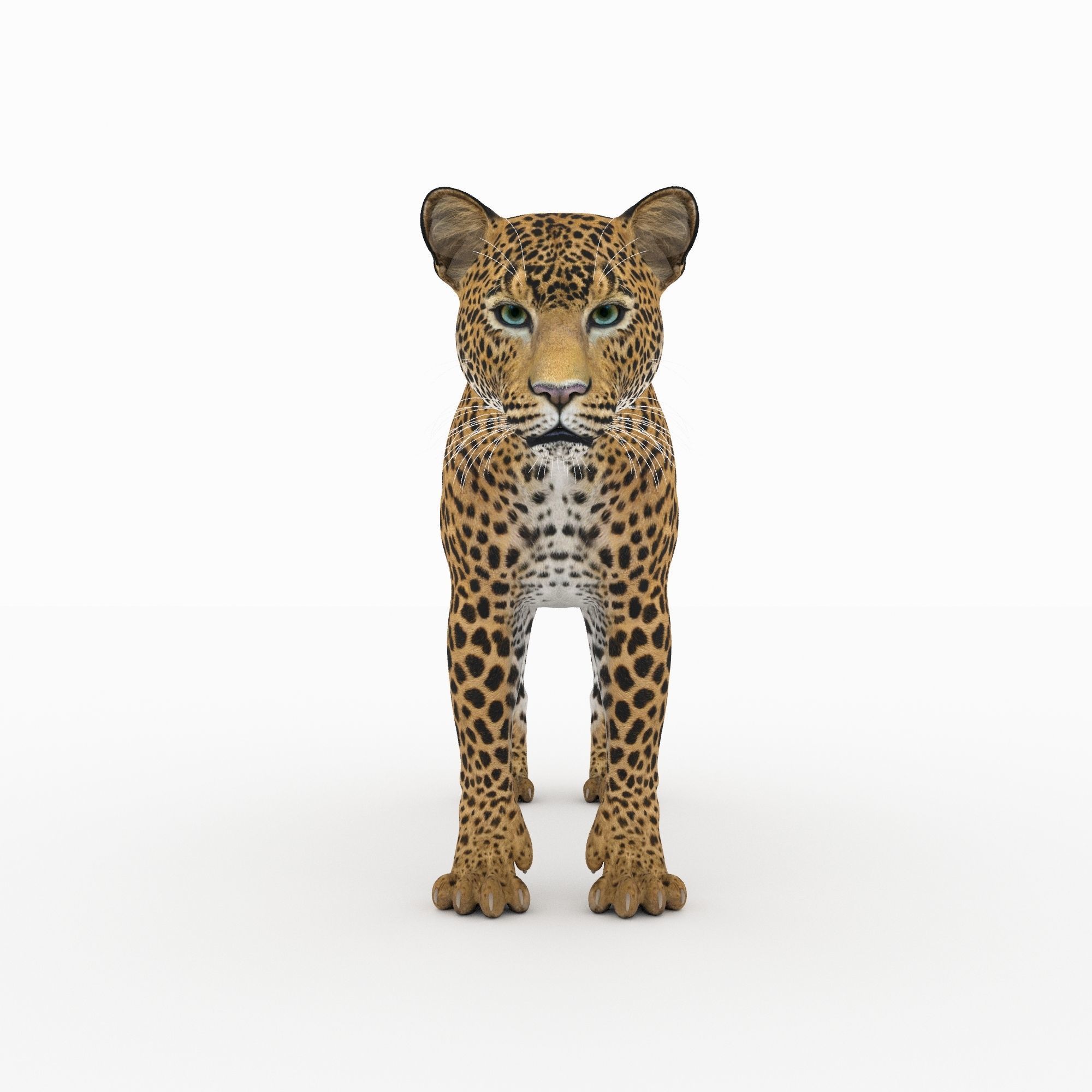 Jaguar4 leopard 3D model_3