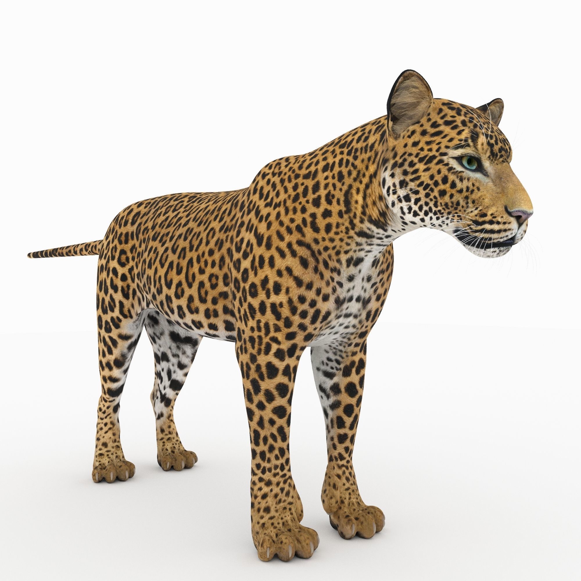 Jaguar4 leopard 3D model_4