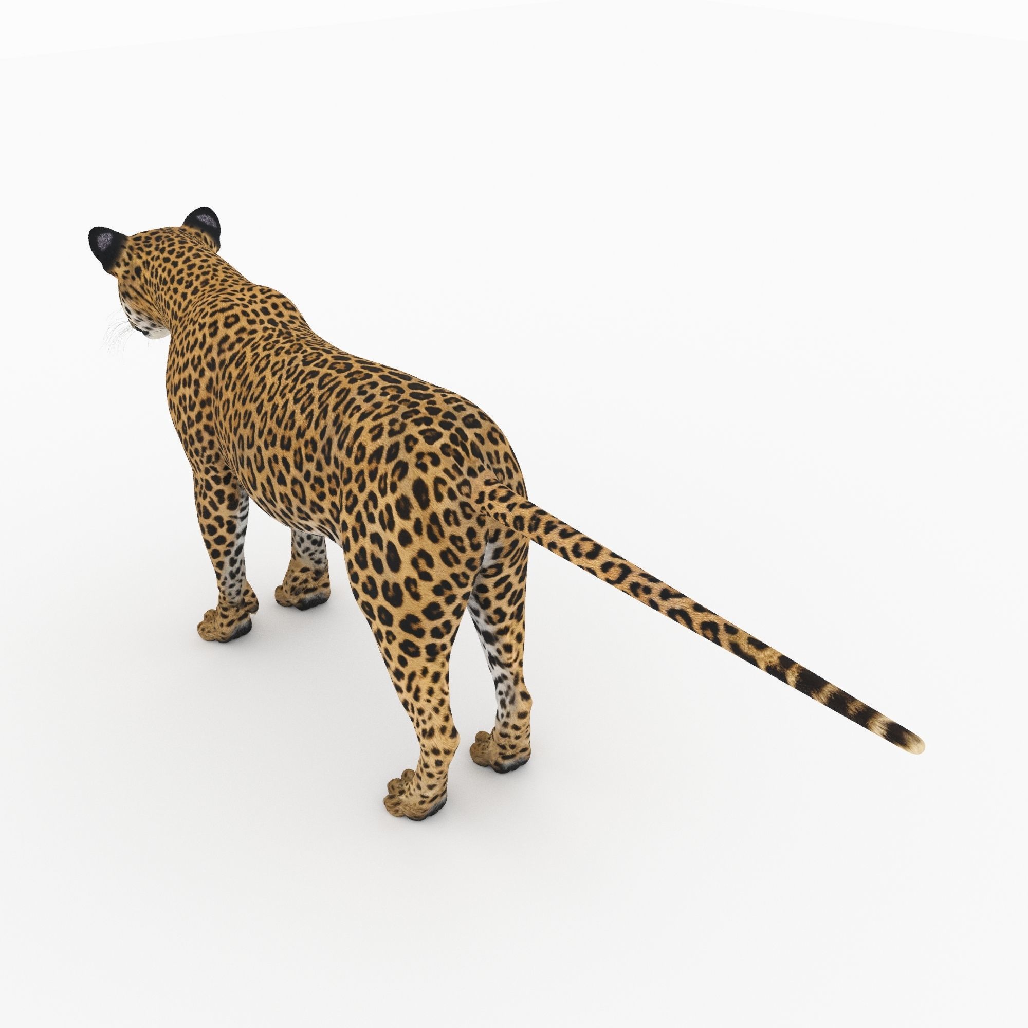 Jaguar4 leopard 3D model_2