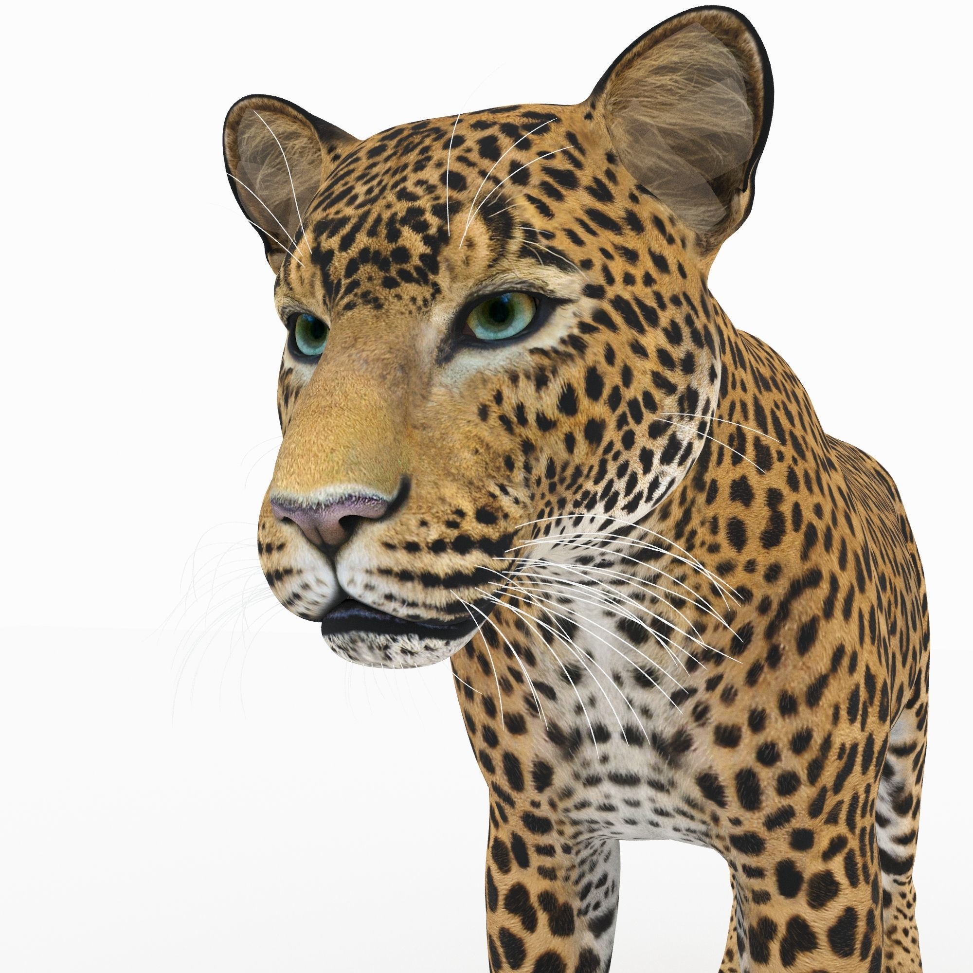 Jaguar4 leopard 3D model_5