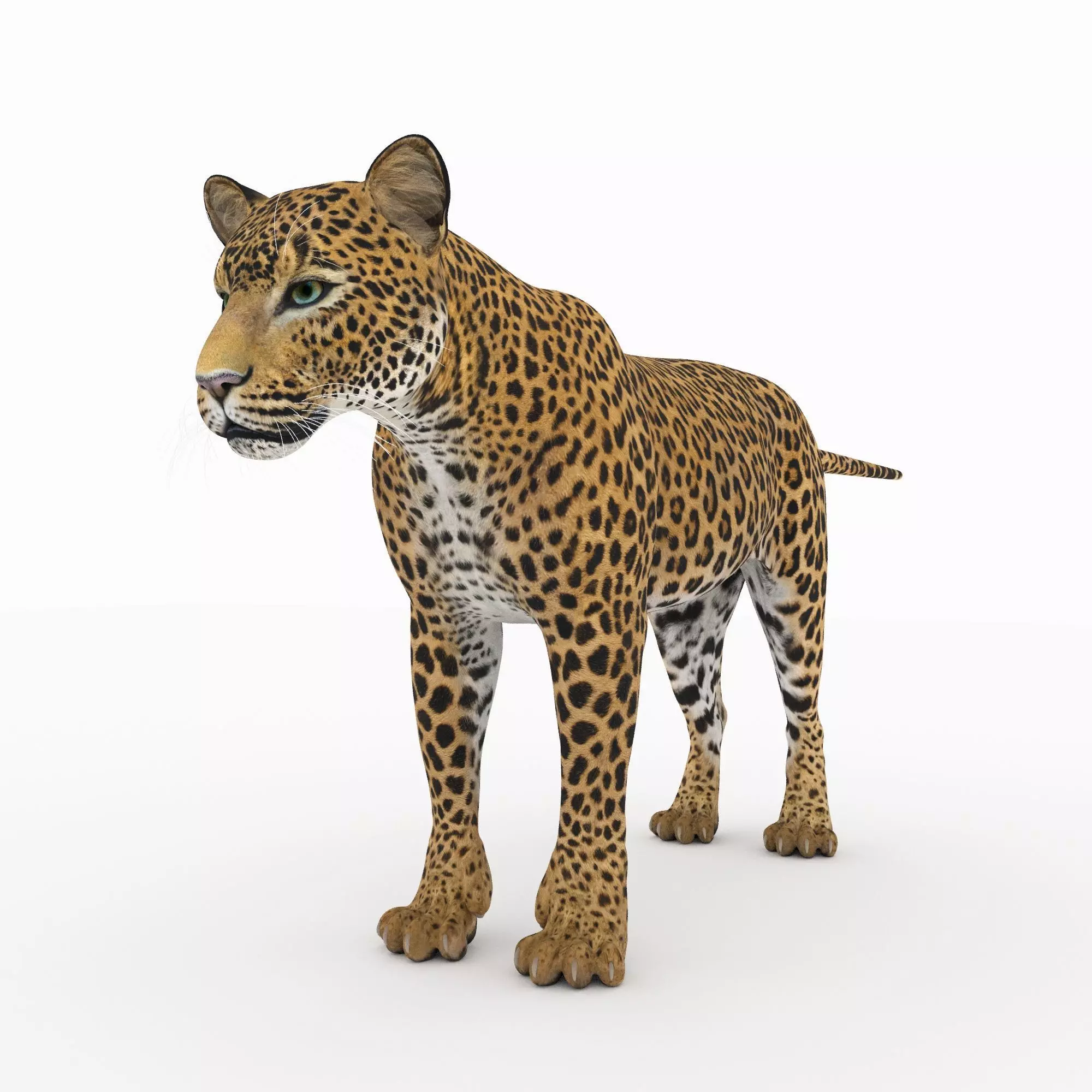 Jaguar4 leopard 3D model_0