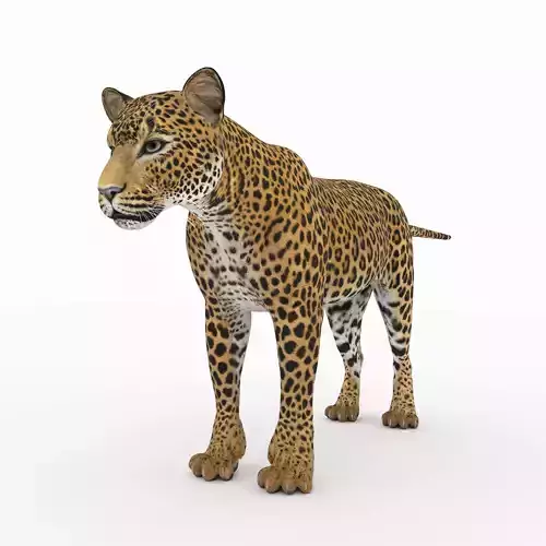 Jaguar4 leopard