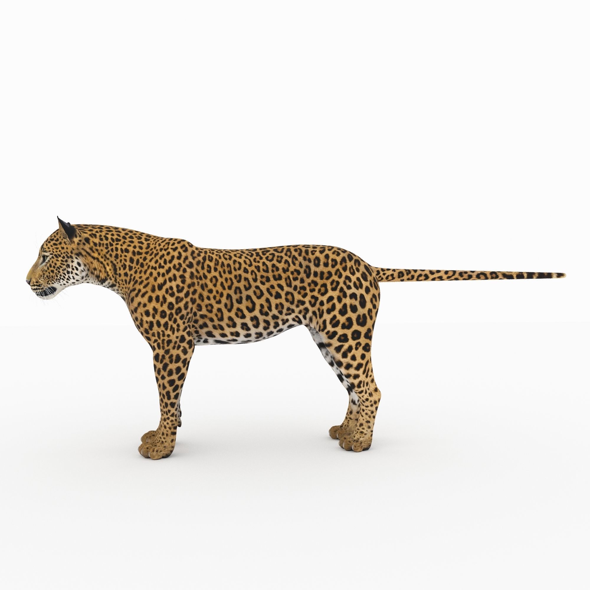 Jaguar4 leopard 3D model_1