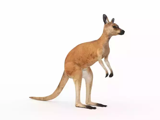 Kangaroo 1 3D model