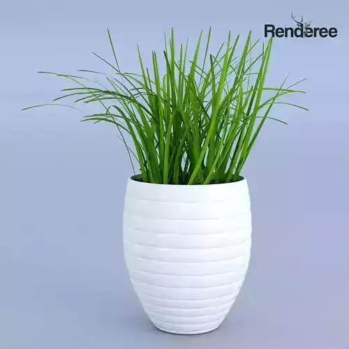 Flower Grass Pot