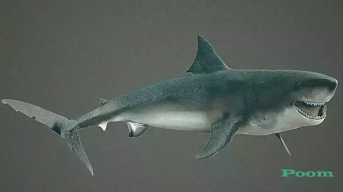 animated sharks